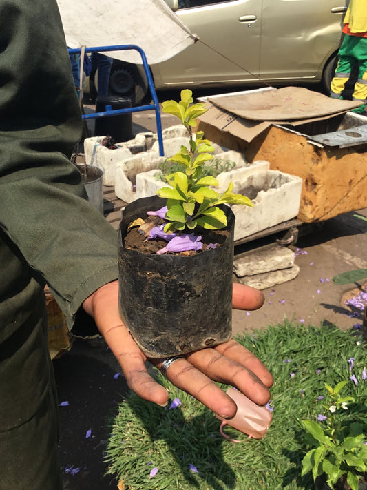 Duranta Plant