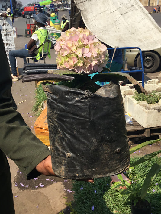 Hydrangea Plant